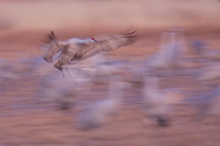 Kanadakranich Grus canadensis Sandhill Crane